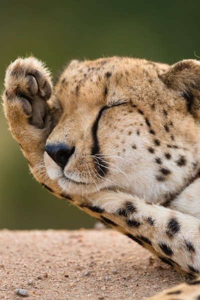 Close-up of the cheetah lying on the ground
